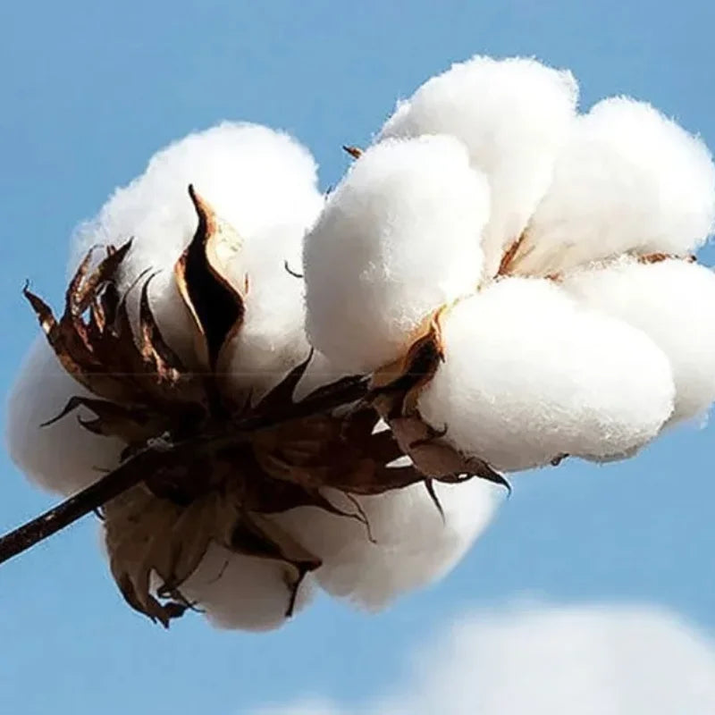 T‑shirt Pop Française Oversize – 100 % Coton Streetwear Été